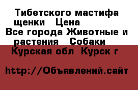  Тибетского мастифа щенки › Цена ­ 10 000 - Все города Животные и растения » Собаки   . Курская обл.,Курск г.